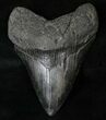 Nicely Colored Megalodon Tooth #16592-1
